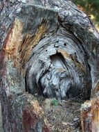 mouldering dead tree stump