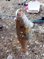 fishing in Turkey