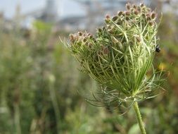 A lot of the seeds in flower