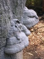 elves bench on tree closeup