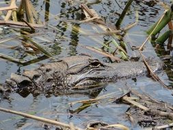 crocodile swims in the water among reeds