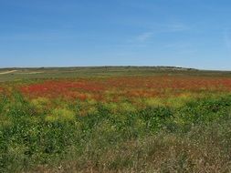 poppy field in summer