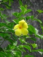 one flower on a tree branch