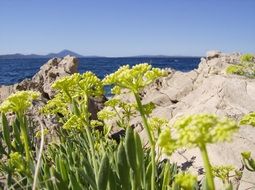 flowers on the coast of the Adriatic