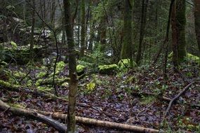 autumn forest in bavaria