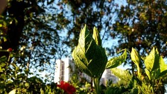 green leaves on bushes