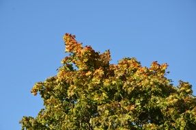 Colorful leaf tree in autumn
