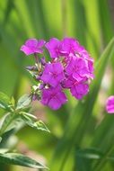 phlox paniculata