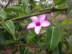 White purple natural flowers