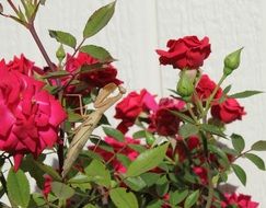 praying mantis flowers