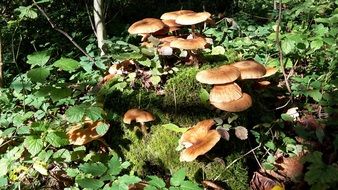 incomparable forest mushroom