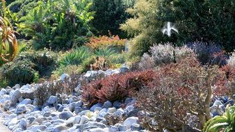 tropical plants in a garden in South Africa