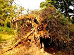 fallen tree with roots