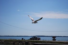 bird flying above the road