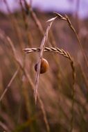 Snail in the autumn