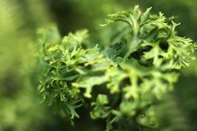 Macro photo of the fern