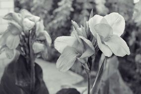 black and white photo of flowers in the garden