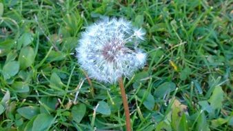 dandelion among green grass close up