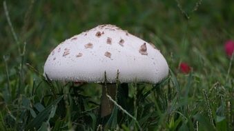 Closeup photo of the White mushroom