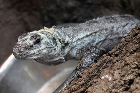 reptile on a tree trunk