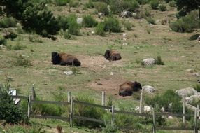 three bisons lying on ground behind fence