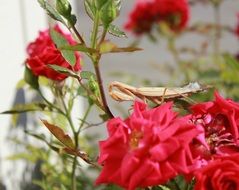 closeup picture of praying mantis on the rose blossom