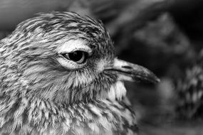 black and white profile of a wild bird