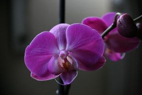 purple orchid flowers in the dark