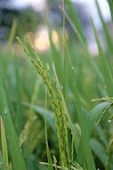 rice on a green field in Thailand
