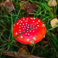toxic mushroom early autumn