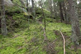 Moss in the forest in summer