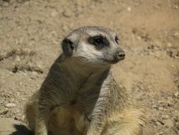 meerkat sitting on the sand