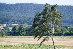 strong wind on the field