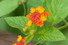 plant colorful flowers close up