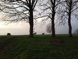 sheeps on pasture behind trees