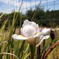 closeup view of filigreed white flower