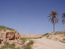 palm trees along a sandy road in Matmata, Tunisia