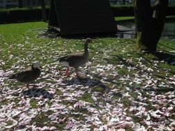 cute ducks in park on lawn