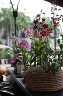 red flowers in flower pots