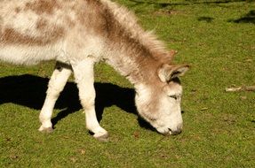 Cute donkey in wildlife