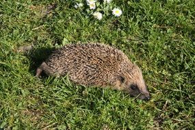 hedgehog nature animal spur