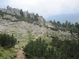 trees on the rocky mountains in south tyrol