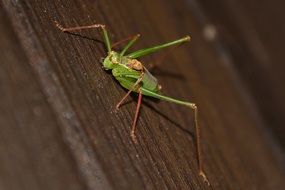 green grasshopper on a dark wooden surface