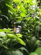 Black and white butterfly among the lush foliage