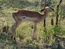 antelope in kruger national park