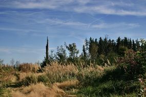 blue sky over a grove of trees