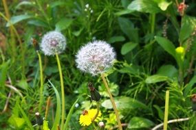 dandelion seed heads and flower in grass