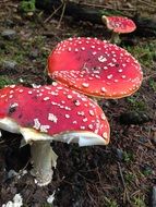 stunning fly agaric red