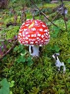 amazing red fly agaric