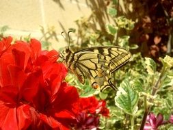 striped butterfly on a red flower in the garden